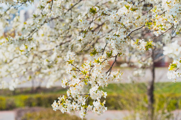 spring in the park. flowering spring tree