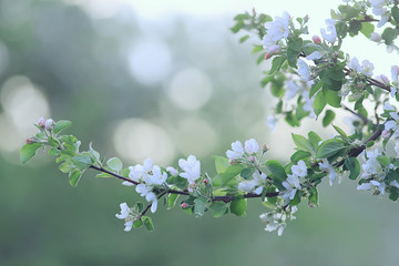branches of young green leaves and buds, seasonal background, april march landscape in the forest