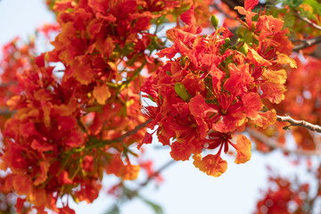 Red delonix regia blooming tree in tropical country