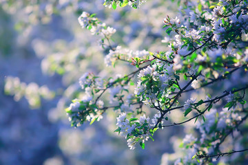 abstract apple tree flowers background, spring blurred background, branches with bloom