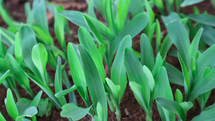 1 week corn seedling
