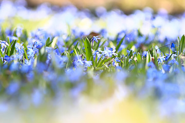 wild blue spring flowers, wildflowers small flowers, blurred abstract background many flowers