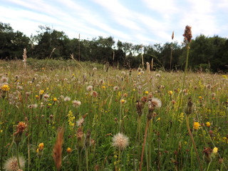 Various field flowers and dandelions