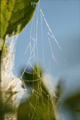 Das Netz von der Gespinstmotte