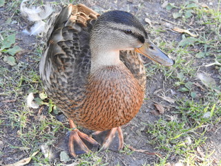 Duck up close from the top