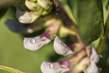 Wassertropfen auf der Blüte