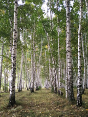 Fototapeta premium Birch grove on a cloudy day. Mighty trees stand in formation in the forest. Beautiful birch trees and autumn landscape