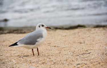 Sand / seagull / sea / bird / nature