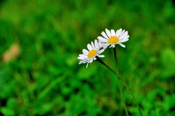 beautiful flowers in the nature