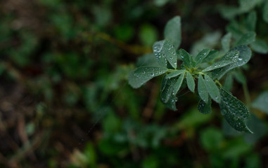 Spider web / flowers / mist / / dark background / brown / green/ Dew / leaf / fog / autumn