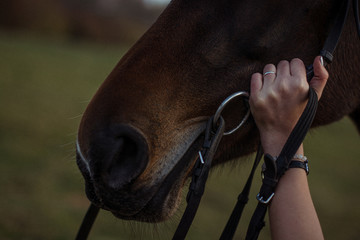horse / domestication / hand / girl / ring / wedding ring / harness / dark background
