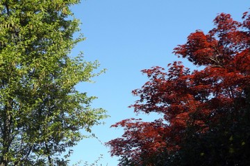 Obraz premium Tricolore Primaverile