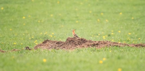 Beautiful Hoopoe, Eurasian Hoopoe Upupa epops, breast profile, sitting on a meadow, grass. © Jiří Fejkl