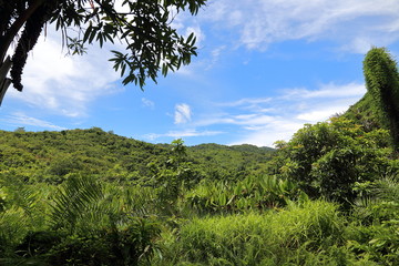 Randonée en forêt tropical