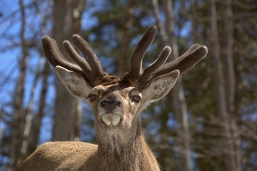 Mangifique cerf rouge dans un parc privé du Québec, Canada