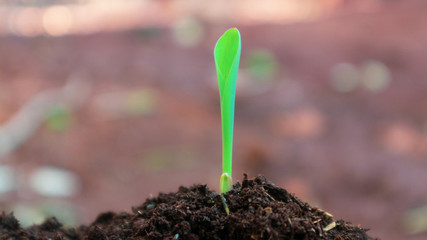 1 week corn seedling