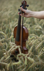 Violin / field / wheat / ears / bow / strings / wood / instrument / hand / music