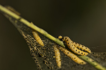 Die Raupe von der Gespinstmotte