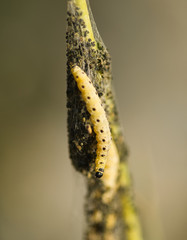 Die Raupe von der Gespinstmotte 