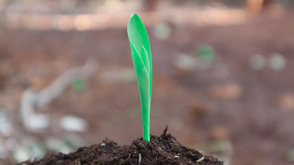 1 week corn seedling
