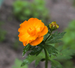 orange poppy flower in the garden