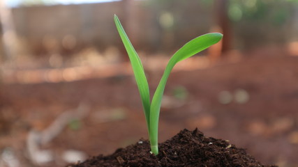 1 week corn seedling