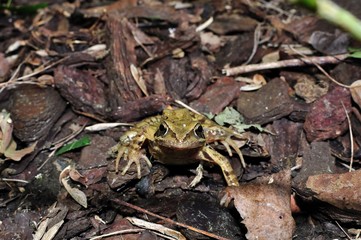 a frog in the nature