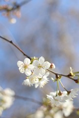blooming cherry tree