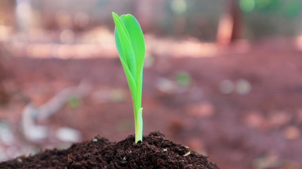 1 week corn seedling