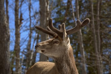 Mangifique cerf rouge dans un parc privé du Québec, Canada