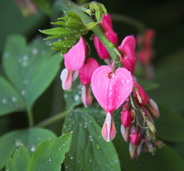 pink dicentra with water drops