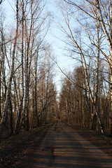 Vertical landscape old alley with Chernobyl birches among dry trees. Stalker entry into the exclusion zone, an abandoned city, ruins and a radio zone. Road in a dry light warm forest against the sky