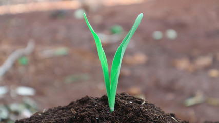 1 week corn seedling