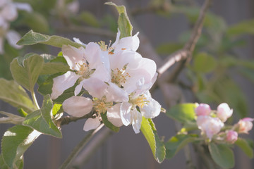 A branch of a flowering Apple tree in natural conditions.