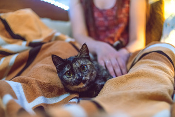a cute tricolor cat is lying on the girl's lap soft focus