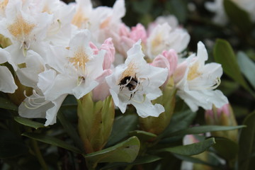 Hummel 