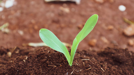 1 week corn seedling