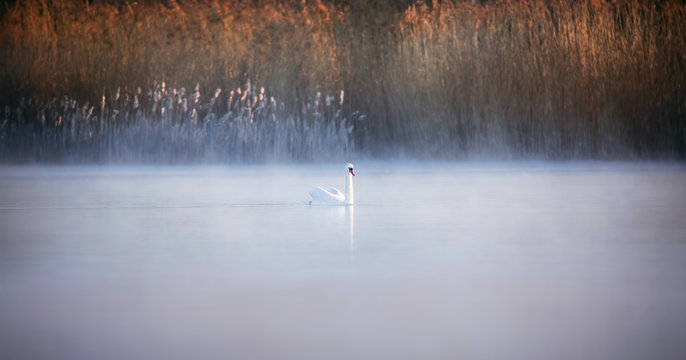 Wildlife background of Cygnus swan, floats on the water in the fog in the haze.