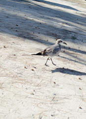 seagull on the beach