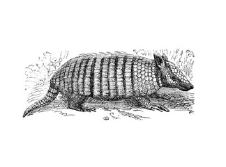 Illustration of an armadillo from popular encyclopedia from 1890