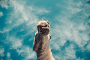 Close up shot of the neck and head of a white female arab horse, shot from below in an dysmorphic perspective. Azure sky background, strange perspective, muzzle moving while chewing.