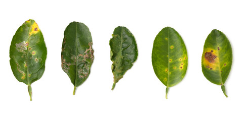 Plant diseases ,Lime leaf damage from leaf miner,Citrus canker and Thrips isolated on white background