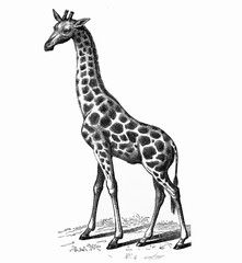 Illustration of a giraffe from popular encyclopedia from 1890