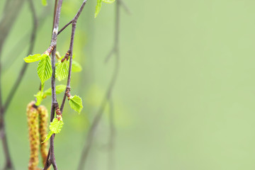 Fototapeta premium Spring concept, first blossoming leaves on a tree, macro. Copy space, mint tone