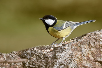 Fototapeta premium Close-up of great tit bird (Parus Major) sitting on rock in nature