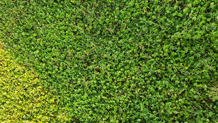 Grass carpet in a bright greencolors in the summer morning.