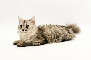 Domestic Persian cat shots on isolated white background.