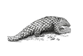 Fototapeta premium Illustration of a short tailed manis from popular encyclopedia from 1890