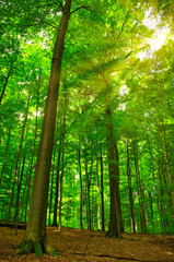 Fototapeta na wymiar Sonnenlicht in einem Wald aus Buchen im Frühling