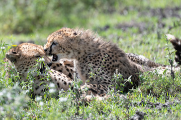 Young Cheetah wants some attention from his sleepy mother, Ndutu, Tanzania  